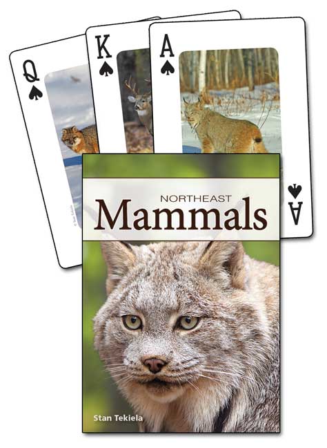 Mammals of the Northeast Playing Cards